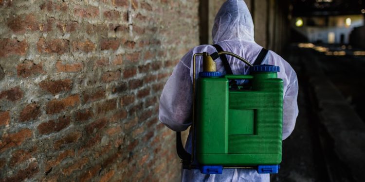 professional mice removal