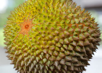 Blackthorn Durian