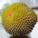 Blackthorn Durian