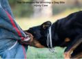 Dog Bite