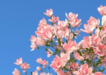 Fantastic Decorative Trees You Can Consider Planting In Your UK Garden