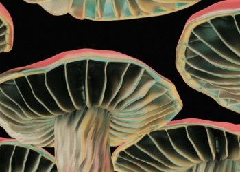 Role Mushroom Heat Mat in Optimising Microdosing Truffles