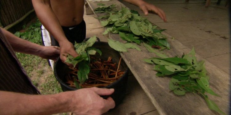 Ayahuasca