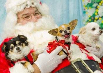 Who’s been a good boy? The Growing Trend of Pet Photos with Santa in the UK In the festive corner of a bustling London shopping centre, three-year-old Bella sits patiently next to Father Christmas, her tail wagging gently as the photographer adjusts the lighting. Bella isn't your typical visitor to Santa's grotto – she's a Golden Retriever, and she's part of a growing trend that's transforming Britain's holiday traditions. It used to be that a trip to see Santa was a moment reserved exclusively for the kids, a chance to capture toothy grins and whispered gift requests in a timeless holiday snapshot. But these days, Santa’s knee has more than just children vying for attention. Increasingly, the jingle of bells in a crowded grotto includes the soft patter of paws, wagging tails, and the occasional contented purr. Across the UK, pet owners are clamouring to capture that perfect festive moment with their furry companions by snapping holiday photos with Father Christmas himself. From Dobbies Garden Centres hosting “Santa Paws” sessions to independent pet boutiques and even select Pets at Home stores embracing the trend, it’s clear that the bond between owner and animal has never been stronger. Once considered a novelty, these events are now firmly entrenched in the Christmas calendar, drawing pet parents who see their dogs, cats, and even the occasional exotic creature as true members of the family. Why Owners Are Embracing the Trend In an era defined by social media and personal expression, festive pet photos offer something genuinely heart-warming. For many, their four-legged companion is as much a child as any human offspring. Including pets in the seasonal ritual of “meeting Santa” not only enriches family traditions but produces the kind of shareable snapshots that brighten social feeds and stir conversations. The cherry on top? Many Santa Paws events double as charitable fundraisers, with proceeds going to animal welfare charities – a gift that keeps on giving, both to pet owners and the broader community. The Business Angle The UK’s pet industry continues to boom, with owners enthusiastically investing in premium products and services. Offering Santa photo sessions is a smart move for retailers and venues looking to engage a dedicated, passionate customer base. Richard McKay of Sprung who sell specialist flooring for dogs explained “Many garden centres, like Dobbies, transform parts of their Christmas grottos into pet-friendly wonderlands and land offer costumed photo opportunities, it’s a natural extension of a marketplace that already thrives on special treats and pampering services. Some retailers even designate special “pet hours,” ensuring a calmer atmosphere that reduces stress on animals while drawing in enthusiastic customers keen on making a day of it.” Tips for a Stress-Free Pet Photo Session Planning your pet’s encounter with Santa doesn’t have to be complicated. To ensure everyone enjoys the experience, give your dog a good walk beforehand to burn off excess energy. Arriving early or booking a quieter slot can help reduce your pet’s anxiety, and always have a handful of their favourite treats on hand to maintain focus. For a festive flair, consider a comfy, themed jumper or a collar with bells, but remember that comfort is key. With the right preparation, that photo you’ve been dreaming of – complete with your pet’s best “smile” – can become a treasured keepsake. A Reflection of Changing Times Ultimately, the rise of Santa pet photos symbolises more than just a fun trend; it reflects changing attitudes towards pets in society. From family photos hung above the fireplace to Instagram posts that spread cheer to friends around the world, these images capture a growing cultural consensus: Our pets are not just welcome at the Christmas party, they’re at the heart of it. As the holiday spirit flows, Santa’s grotto welcomes all creatures great and small, and that’s one tradition sure to endure.
