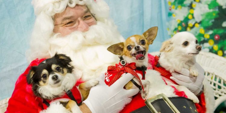 Who’s been a good boy? The Growing Trend of Pet Photos with Santa in the UK In the festive corner of a bustling London shopping centre, three-year-old Bella sits patiently next to Father Christmas, her tail wagging gently as the photographer adjusts the lighting. Bella isn't your typical visitor to Santa's grotto – she's a Golden Retriever, and she's part of a growing trend that's transforming Britain's holiday traditions. It used to be that a trip to see Santa was a moment reserved exclusively for the kids, a chance to capture toothy grins and whispered gift requests in a timeless holiday snapshot. But these days, Santa’s knee has more than just children vying for attention. Increasingly, the jingle of bells in a crowded grotto includes the soft patter of paws, wagging tails, and the occasional contented purr. Across the UK, pet owners are clamouring to capture that perfect festive moment with their furry companions by snapping holiday photos with Father Christmas himself. From Dobbies Garden Centres hosting “Santa Paws” sessions to independent pet boutiques and even select Pets at Home stores embracing the trend, it’s clear that the bond between owner and animal has never been stronger. Once considered a novelty, these events are now firmly entrenched in the Christmas calendar, drawing pet parents who see their dogs, cats, and even the occasional exotic creature as true members of the family. Why Owners Are Embracing the Trend In an era defined by social media and personal expression, festive pet photos offer something genuinely heart-warming. For many, their four-legged companion is as much a child as any human offspring. Including pets in the seasonal ritual of “meeting Santa” not only enriches family traditions but produces the kind of shareable snapshots that brighten social feeds and stir conversations. The cherry on top? Many Santa Paws events double as charitable fundraisers, with proceeds going to animal welfare charities – a gift that keeps on giving, both to pet owners and the broader community. The Business Angle The UK’s pet industry continues to boom, with owners enthusiastically investing in premium products and services. Offering Santa photo sessions is a smart move for retailers and venues looking to engage a dedicated, passionate customer base. Richard McKay of Sprung who sell specialist flooring for dogs explained “Many garden centres, like Dobbies, transform parts of their Christmas grottos into pet-friendly wonderlands and land offer costumed photo opportunities, it’s a natural extension of a marketplace that already thrives on special treats and pampering services. Some retailers even designate special “pet hours,” ensuring a calmer atmosphere that reduces stress on animals while drawing in enthusiastic customers keen on making a day of it.” Tips for a Stress-Free Pet Photo Session Planning your pet’s encounter with Santa doesn’t have to be complicated. To ensure everyone enjoys the experience, give your dog a good walk beforehand to burn off excess energy. Arriving early or booking a quieter slot can help reduce your pet’s anxiety, and always have a handful of their favourite treats on hand to maintain focus. For a festive flair, consider a comfy, themed jumper or a collar with bells, but remember that comfort is key. With the right preparation, that photo you’ve been dreaming of – complete with your pet’s best “smile” – can become a treasured keepsake. A Reflection of Changing Times Ultimately, the rise of Santa pet photos symbolises more than just a fun trend; it reflects changing attitudes towards pets in society. From family photos hung above the fireplace to Instagram posts that spread cheer to friends around the world, these images capture a growing cultural consensus: Our pets are not just welcome at the Christmas party, they’re at the heart of it. As the holiday spirit flows, Santa’s grotto welcomes all creatures great and small, and that’s one tradition sure to endure.