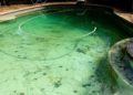 black-algae