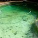 black-algae