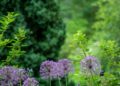 Sustainable Growth: The New Era of Efficient Home Gardening Practices