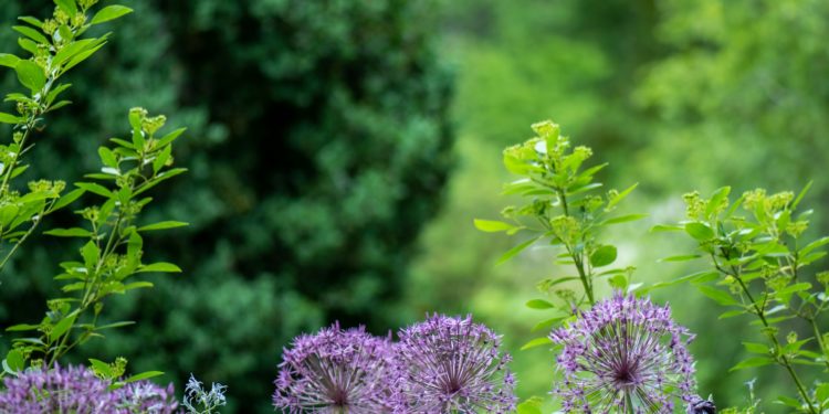 Sustainable Growth: The New Era of Efficient Home Gardening Practices