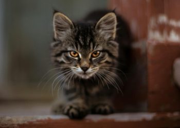 How to Protect Your Cat Against Feline Infectious Peritonitis