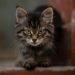 How to Protect Your Cat Against Feline Infectious Peritonitis