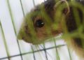 Squirrel Removal