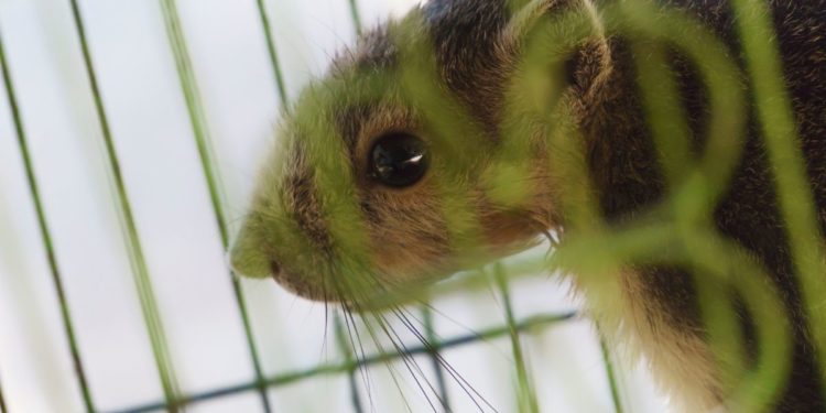 Squirrel Removal