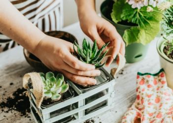 How to Make Your Garden More Sustainable Year-Round