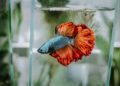 Betta Fish
