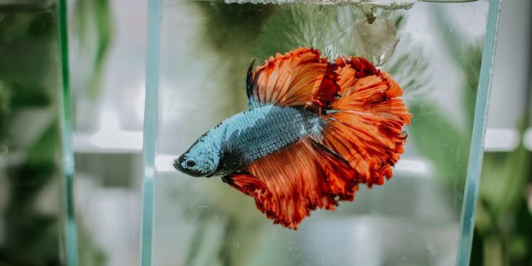 Betta Fish