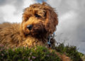 Cockapoo
