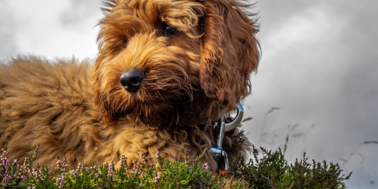 Cockapoo