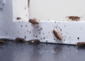 Household Pests