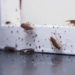 Household Pests