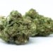 Unlock the Power of Grape Gas THCA – A Unique Cannabis Experience
