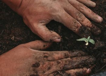 Exploring the Role of Genetics in Cannabis Seed Quality