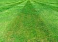 Lawn Stripes