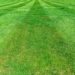 Lawn Stripes