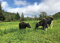 French Dairy vs. British Dairy