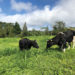French Dairy vs. British Dairy