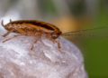 How Seasonal Changes Impact Pest Activity