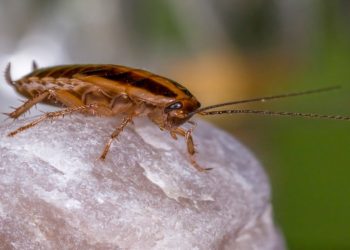 How Seasonal Changes Impact Pest Activity