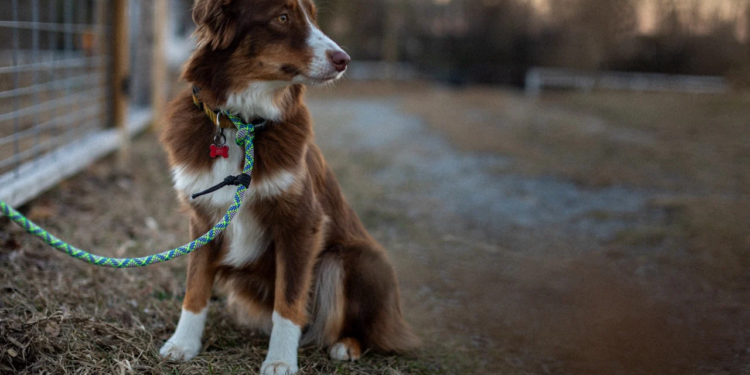 Dog Slip Leashes