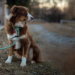 Dog Slip Leashes