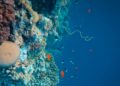 Five Ocean Discoveries That Could Change How We See the World