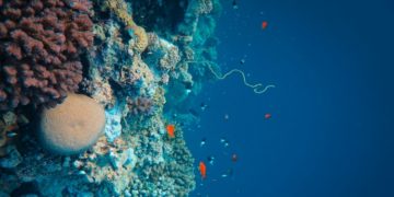Five Ocean Discoveries That Could Change How We See the World