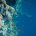 Five Ocean Discoveries That Could Change How We See the World