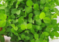 The Best Microgreens to Start With (And Which Ones to Avoid)