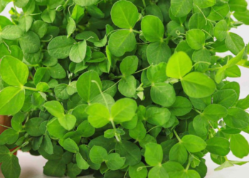 The Best Microgreens to Start With (And Which Ones to Avoid)