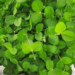 The Best Microgreens to Start With (And Which Ones to Avoid)