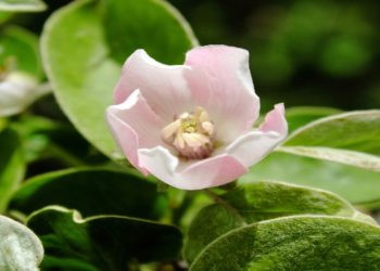 Jasmine Tea at Five: Why This Floral Favourite Is Gaining a Cult Following in the UK