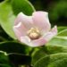 Jasmine Tea at Five: Why This Floral Favourite Is Gaining a Cult Following in the UK