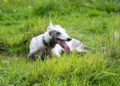 Greyhound dog laying on the grass