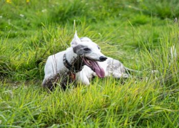 Greyhound dog laying on the grass