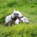 Greyhound dog laying on the grass