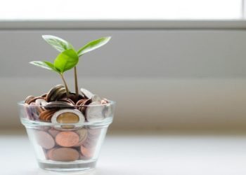 Glass vase containing a money plant, symbolizing savings and financial growth.