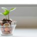 Glass vase containing a money plant, symbolizing savings and financial growth.