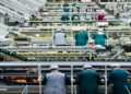 Workers in protective clothing sort and pack apples on a modern fruit processing assembly line. The high-tech facility is bustling with activity.
