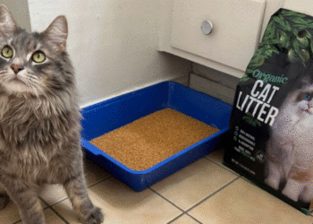 Cat Litter