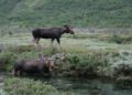Vikki Nicolai La Crosse Wi Explores How Incentivizing Wildlife Tourism Revenue Can Fund Habitat Protection